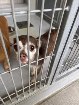 Kohi 1048-26 -  Chihuahua and Dachshund Dog for Adoption in Cumming, Georgia - Kohi 1048-26 | PetCurious
