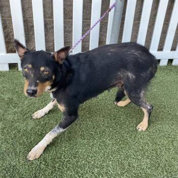A614712 -  Australian Cattle Dog Blue Heeler and Mixed Breed Dog for Adoption in Modesto, California - A614712 | PetCurious
