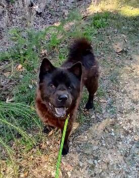 KODA -  Chow Chow Dog for Adoption in Pegram, Tennessee - KODA | PetCurious