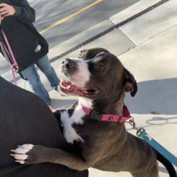 Labrador Retriever and Pit Bull Terrier Dogs Available for Adoption - Bella Jo | PetCurious