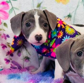 Brooklyn -  Pit Bull Terrier and Dachshund Dog for Adoption in Sedalia, Colorado - Brooklyn | PetCurious