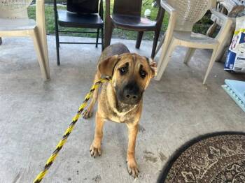German Shepherd Dog and Mixed Breed Dogs Available for Adoption in Rowlett, Texas - HAYDEN | PetCurious