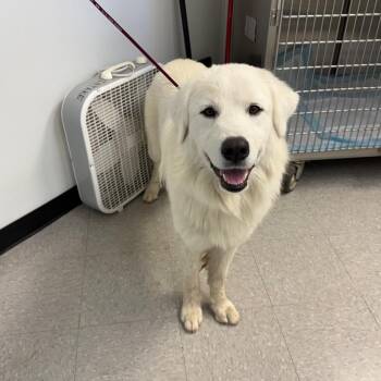 James 26-10-117 -  Great Pyrenees Dog for Adoption in Bastrop, Texas - James 26-10-117 | PetCurious