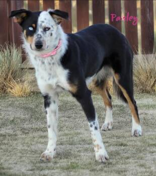 Paisley in TX -  Australian Shepherd Dog for Adoption in Cranston, Rhode Island - Paisley In TX | PetCurious