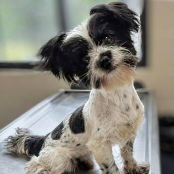 Cosmo -  Terrier and Mixed Breed Dog for Adoption in Griswold, Connecticut - Cosmo | PetCurious