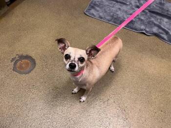 A553678 -  Chihuahua and Mixed Breed Dog for Adoption in Moreno Valley, California - A553678 | PetCurious
