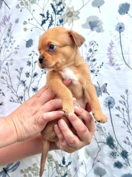 Puggle and Pug Dogs Available for Adoption in Fairfield, Connecticut - Peanut | PetCurious