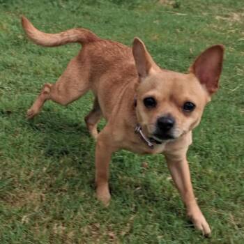 Princess Apple -  Chihuahua and Mixed Breed Dog for Adoption in Rockville, Maryland - Princess Apple | PetCurious