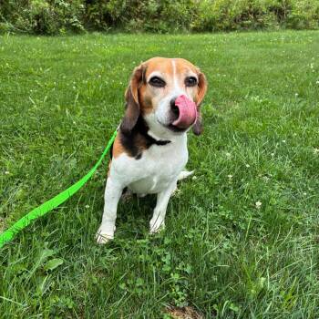 Joshua -  Beagle Dog for Adoption in Pittsburgh, Pennsylvania - Joshua | PetCurious