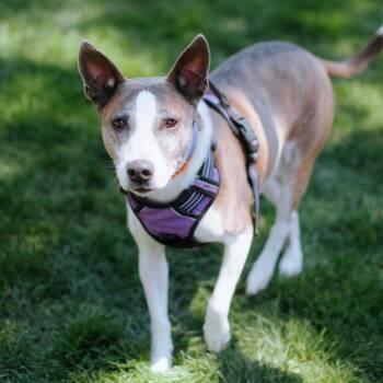 Stella -  Pit Bull Terrier Dog for Adoption in Northbrook, Illinois - Stella | PetCurious