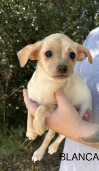 Blanca -  Chihuahua Dog for Adoption in Norfolk, Massachusetts - Blanca | PetCurious