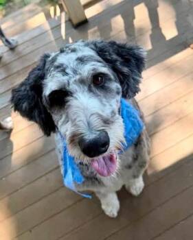 Clay -  Aussiedoodle Dog for Adoption in Wilkesboro, North Carolina - Clay | PetCurious