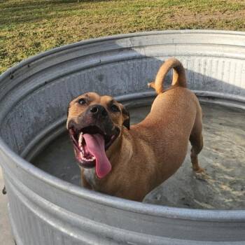 Honey -  Labrador Retriever and Mixed Breed Dog for Adoption in Corpus Christi, Texas - Honey | PetCurious