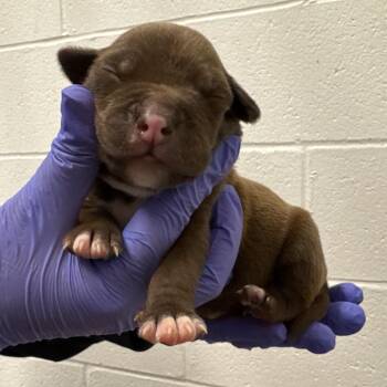 Pit Bull Terrier Dogs Available for Adoption - Bananarama | PetCurious