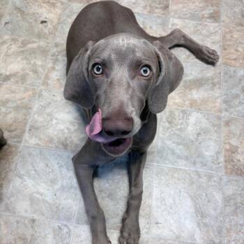 Hansel -  Weimaraner Dog for Adoption in Boerne, Texas - Hansel | PetCurious