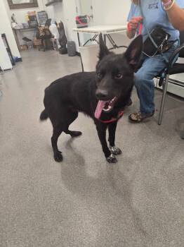 Max -  Shepherd and Labrador Retriever Dog for Adoption in Lunenburg, Vermont - Max | PetCurious