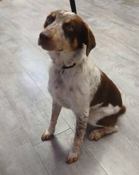 Rescue Cattle Dog Dogs for Adoption in Amarillo, Texas - Apple | PetCurious