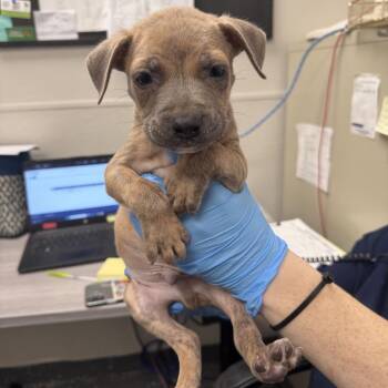 Pleakley -  Mixed Breed Dog for Adoption in Columbiana, Alabama - Pleakley | PetCurious