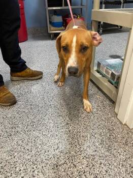 Rescue Mixed Breed Dogs for Adoption in Palmetto, Florida - FINN | PetCurious