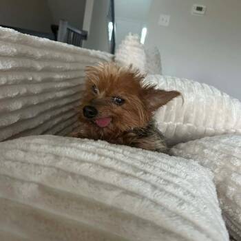 Yorkshire Terrier Dogs Available for Adoption in Dekalb, Illinois - Star | PetCurious