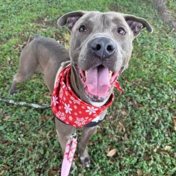 Rescue Pit Bull Terrier and Mixed Breed Dogs for Adoption in Austin, Texas - Perry | PetCurious