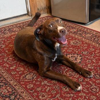 Labrador Retriever and Coonhound Dogs Available for Adoption in Atlanta, Texas - Jewel (150 Adoption Fee) | PetCurious