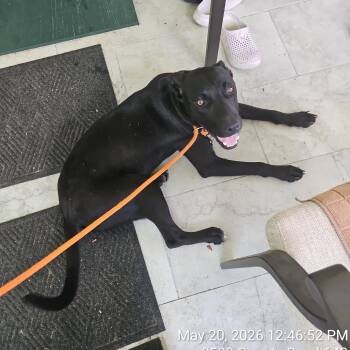 Mixed Breed Dogs Available for Adoption in Lake Panasoffkee, Florida - 66229 | PetCurious