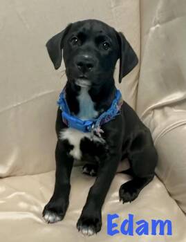 Edam -  Labrador Retriever Dog for Adoption in Walker, Louisiana - Edam | PetCurious