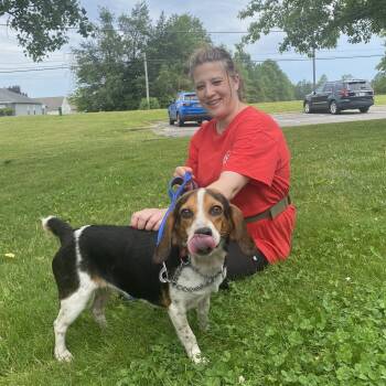 Phalange -  Beagle Dog for Adoption in Elyria, Ohio - Phalange | PetCurious