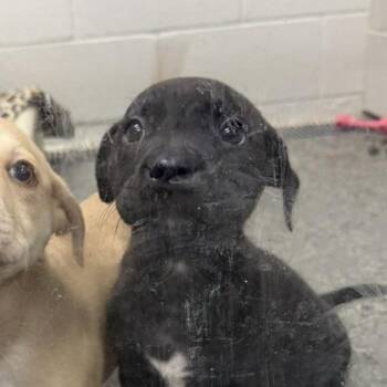 Mixed Breed Dogs Available for Adoption - Winn Dixie | PetCurious