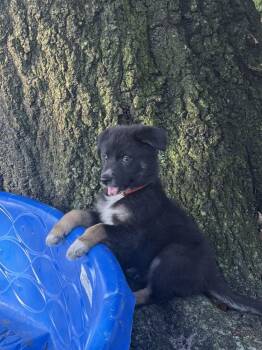 Posie  *no apps accepted until Sept 13th -  German Shepherd Dog and Border Collie Dog for Adoption in Orlando, Florida - Posie  *no Apps Accepted Until Sept 13th | PetCurious