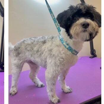 LILY -  Havanese Dog for Adoption in Pleasanton, California - LILY | PetCurious