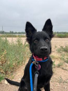 Pogi -  Mixed Breed Dog for Adoption in Fort Collins, Colorado - Pogi | PetCurious