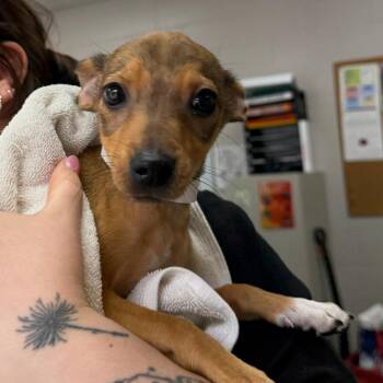 Fifi -  Mixed Breed Dog for Adoption in Walker, Michigan - Fifi | PetCurious
