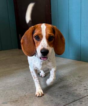 Snoopy (Ryker) -  Beagle Dog for Adoption in Liverpool, New York - Snoopy (Ryker) | PetCurious