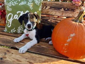 Alvin -  Border Collie Dog for Adoption in San Antonio, Texas - Alvin | PetCurious