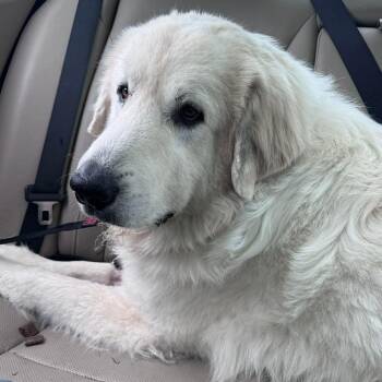 Great Pyrenees Dogs Available for Adoption - Ghost | PetCurious