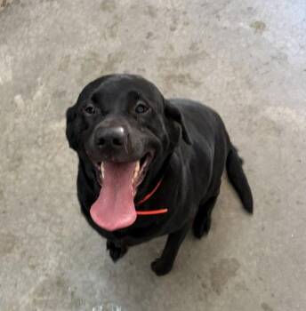 Marney - Black Lab - #4 -  Labrador Retriever Dog for Adoption in Mitchell, South Dakota - Marney - Black Lab - #4 | PetCurious