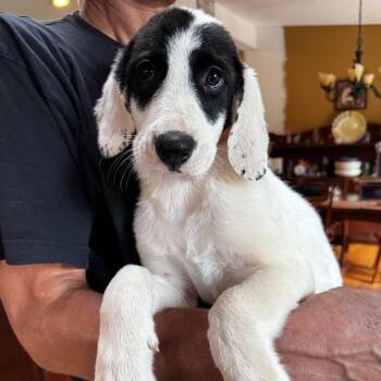 NY Elenore Avail Aug 26 (MTK Hotel Mount Kisco) -  Great Pyrenees and Hound Dog for Adoption in Stormville, New York - NY Elenore Avail Aug 26 (MTK Hotel Mount Kisco) | PetCurious