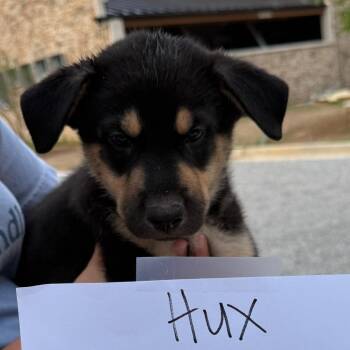 Hux 22757 -  Shepherd and Husky Dog for Adoption in Cumming, Georgia - Hux 22757 | PetCurious