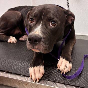 Nova -  Terrier and Mixed Breed Dog for Adoption in Abilene, Texas - Nova | PetCurious