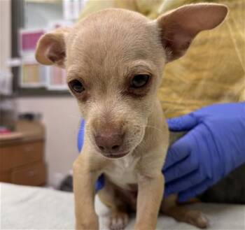 Chihuahua Dogs Available for Adoption in Martinez, California - PINKY | PetCurious