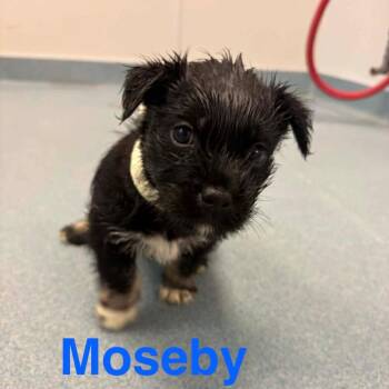 Moseby *Arriving 7/25* D11746 -  Border Terrier and Mixed Breed Dog for Adoption - Moseby *Arriving 7/25* D11746 | PetCurious