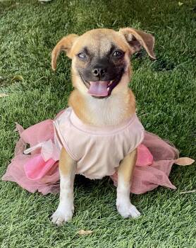 JEWEL -  Chihuahua Dog for Adoption in Rowland Heights, California - JEWEL | PetCurious