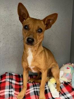 Adobe -  Chihuahua and Miniature Pinscher Dog for Adoption in Mustang, Oklahoma - Adobe | PetCurious