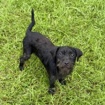 Sea Biscuit -  Schnauzer and Wirehaired Terrier Dog for Adoption in Carencro, Louisiana - Sea Biscuit | PetCurious
