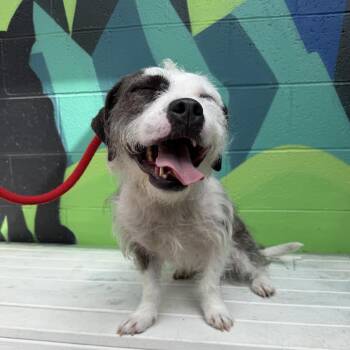 Tiny -  Terrier and Mixed Breed Dog for Adoption in Bellingham, Washington - Tiny | PetCurious