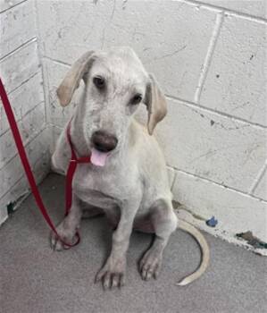 PROTO -  Labrador Retriever and Mixed Breed Dog for Adoption in San Bernardino, California - PROTO | PetCurious