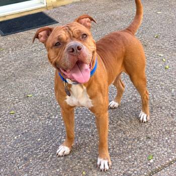 Wally -  Mastiff and Dogue De Bordeaux Dog for Adoption in Corpus Christi, Texas - Wally | PetCurious