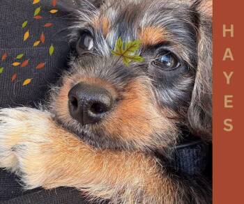 Hayes -  Schnauzer and Beagle Dog for Adoption in Fort Mill, South Carolina - Hayes | PetCurious